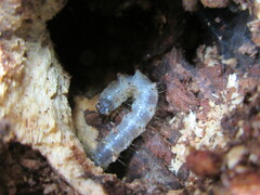 Scolecocampa liburna