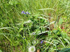 Clematis integrifolia