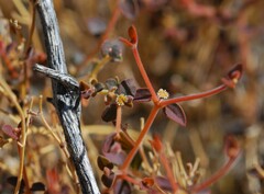 Euphorbia jaegeri