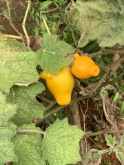 Solanum mammosum