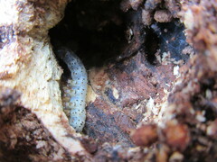 Scolecocampa liburna