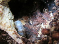 Scolecocampa liburna