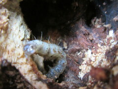 Scolecocampa liburna