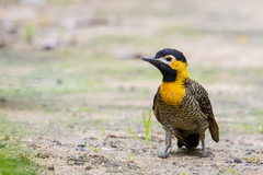 Colaptes campestris campestris