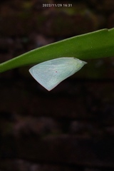 Colgaroides acuminata