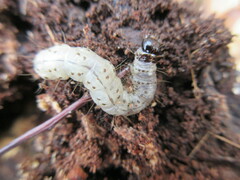 Scolecocampa liburna