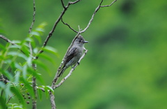 Contopus fumigatus