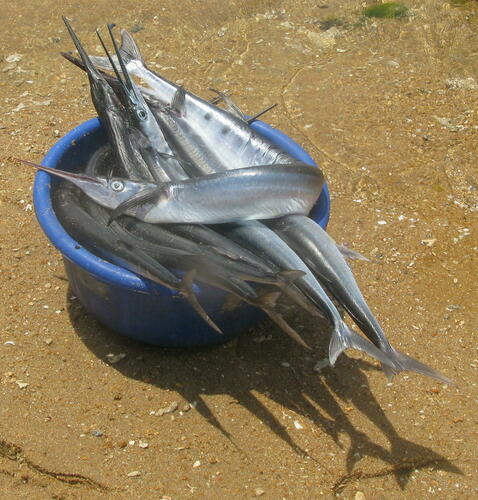 Flat Needlefish