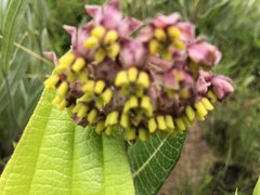 Asclepias albens
