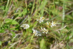 Lespedeza tomentosa
