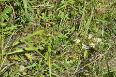 Lespedeza tomentosa