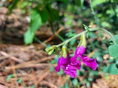 Salvia dichlamys
