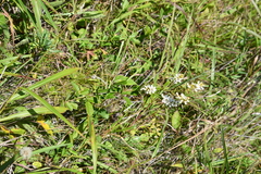 Lespedeza tomentosa