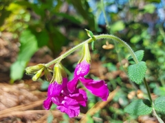 Salvia dichlamys