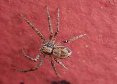 Philodromus