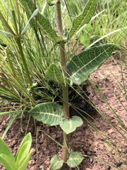 Asclepias albens