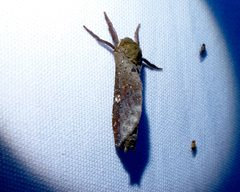 Hepialidae