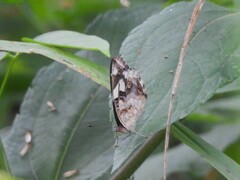 Junonia oenone
