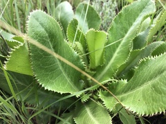 Alepidea