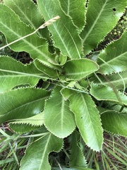 Alepidea