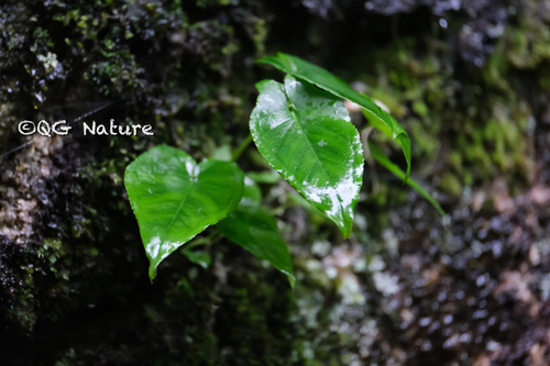 Pinellia cordata, photograph 2