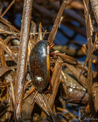Dytiscus verticalis
