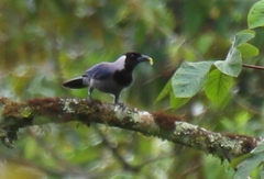 Cyanocorax violaceus