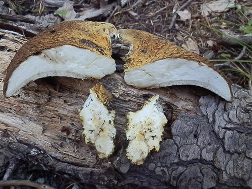 Albatrellus ellisii image