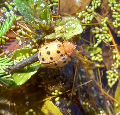 Mexican Bean Beetle photo 4