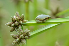 Hyla arborea