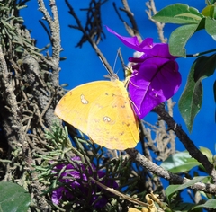 Phoebis philea philea