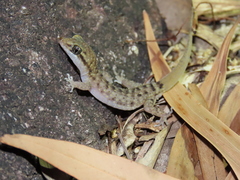 Nactus cheverti