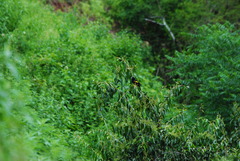 Cacicus chrysopterus