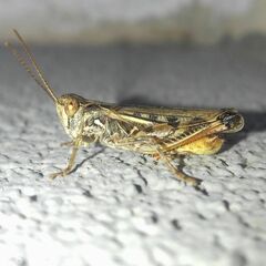 Dociostaurus brevicollis