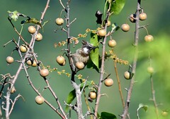 Pycnonotus leucogenys