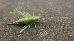 Meconema meridionale