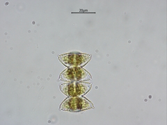 Staurastrum avicula lunatum