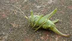 Meconema meridionale