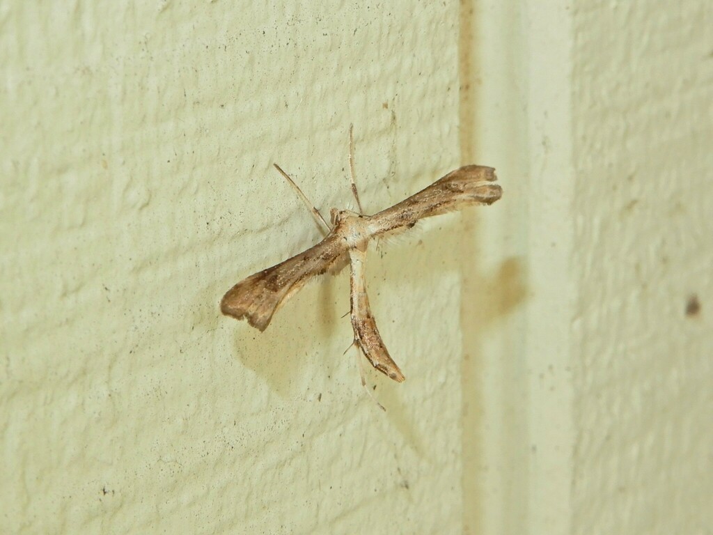 Hoary Plume Moth from Ashhurst, New Zealand on November 27, 2022 at 08: ...