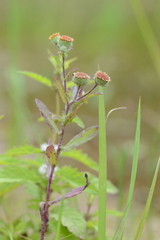 Pulicaria vulgaris