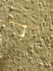 Hellinsia homodactylus