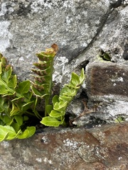 Asplenium marinum