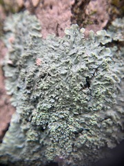 Heterodermia albicans