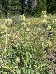 Valeriana edulis
