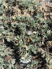 Astragalus kentrophyta