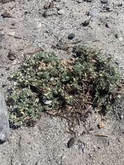 Astragalus kentrophyta