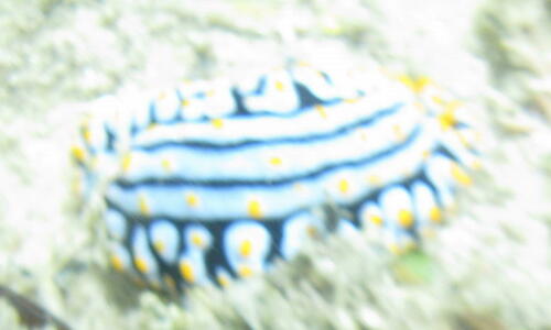 Varicose Wart Slug