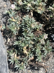 Astragalus kentrophyta