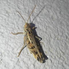 Dociostaurus brevicollis