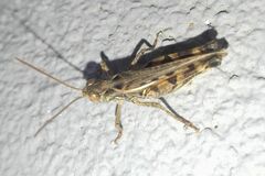 Dociostaurus brevicollis